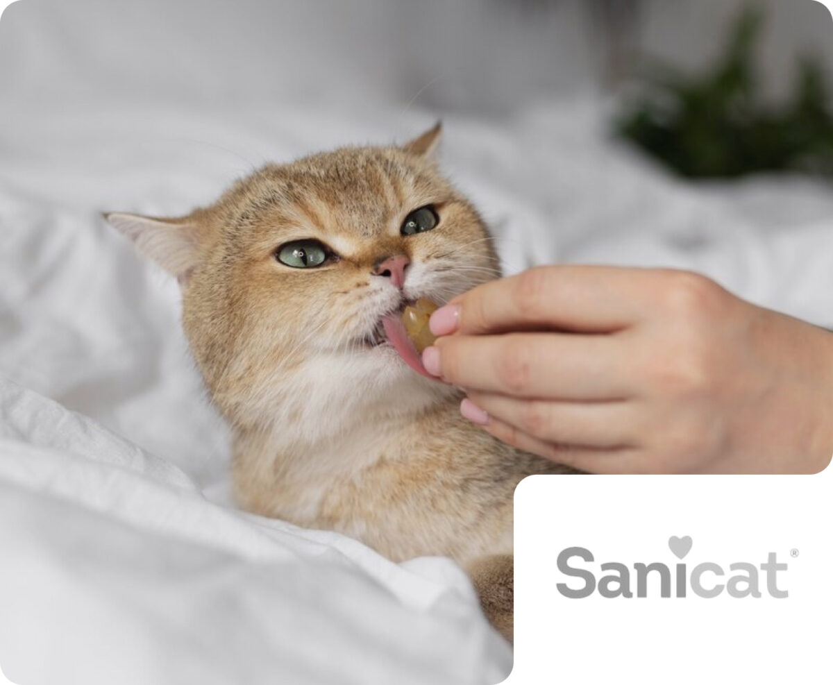 A fluffy cat licks a treat held by a hand on a white bed, with a Sanicat brand badge. This illustrates Flipflow's ability to provide retail analytics and monitor product performance in the pet care and pet food market.